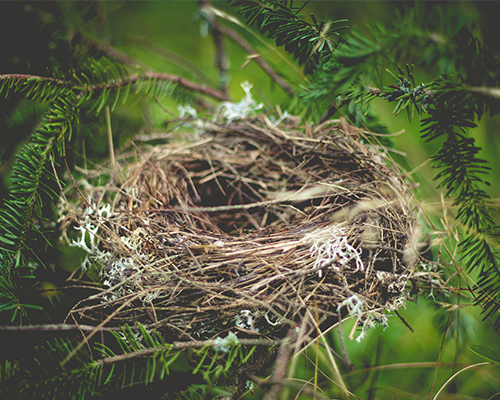 nest-peyzaj-hakkimizda